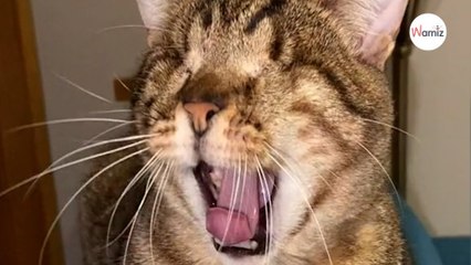 Filma il suo gatto che la chiama. Le immagini commuovono milioni di persone (Video)