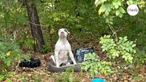 Cucciolo abbandonato nella foresta non si muove: il perché spezza il cuore