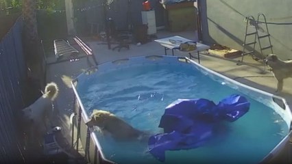 Fun-loving dog gets trapped in swimming pool after a silly misjudgment