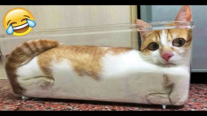 Funniest Cats and Dogs  - Funny Animal Videos #139---أطرف القطط والكلاب