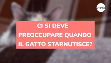 Cosa fare se il gatto starnutisce e quando preoccuparsi?