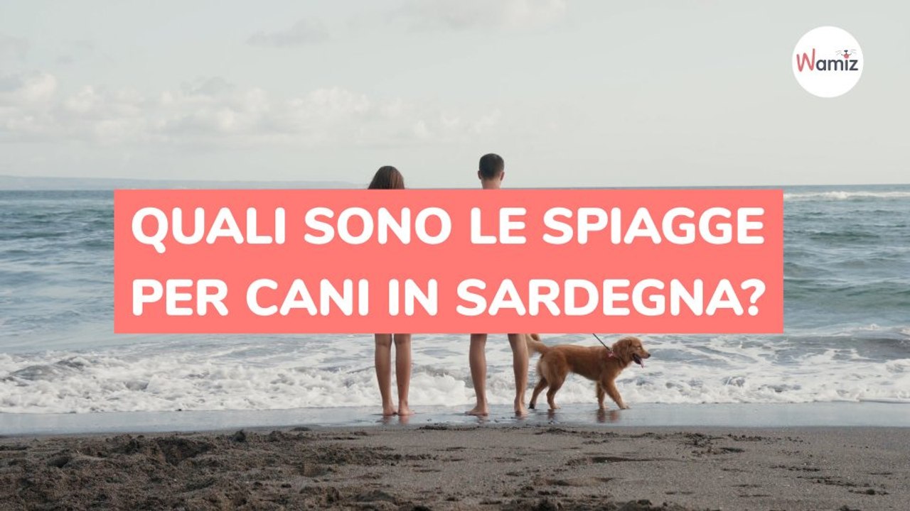 Quali sono le spiagge per cani in Sardegna?