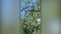 Man Rescues Dove Trapped In Tree Using Drone | Wild-ish TV