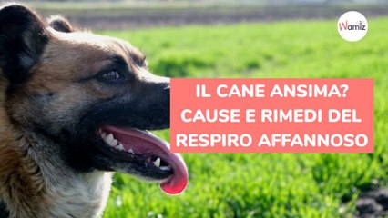 Il cane ansima? Cause e rimedi del respiro affannoso