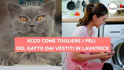 Ecco come togliere i peli del gatto dai vestiti in lavatrice