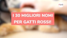 I 30 migliori nomi per gatti rossi!