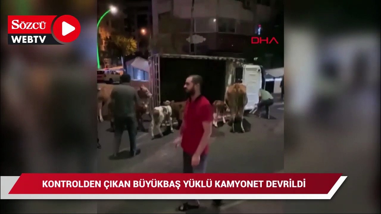 Kontrolden çıkan büyükbaş yüklü kamyonet devrildi