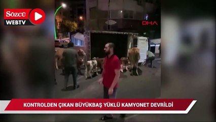 Kontrolden çıkan büyükbaş yüklü kamyonet devrildi