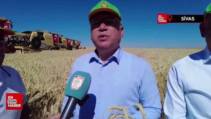 Sivas'ta hasadına başlanan tritikalede yüksek rekolte bekleniyor