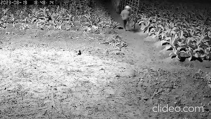 Polícia Civil investiga execução de homem em Craíbas-AL