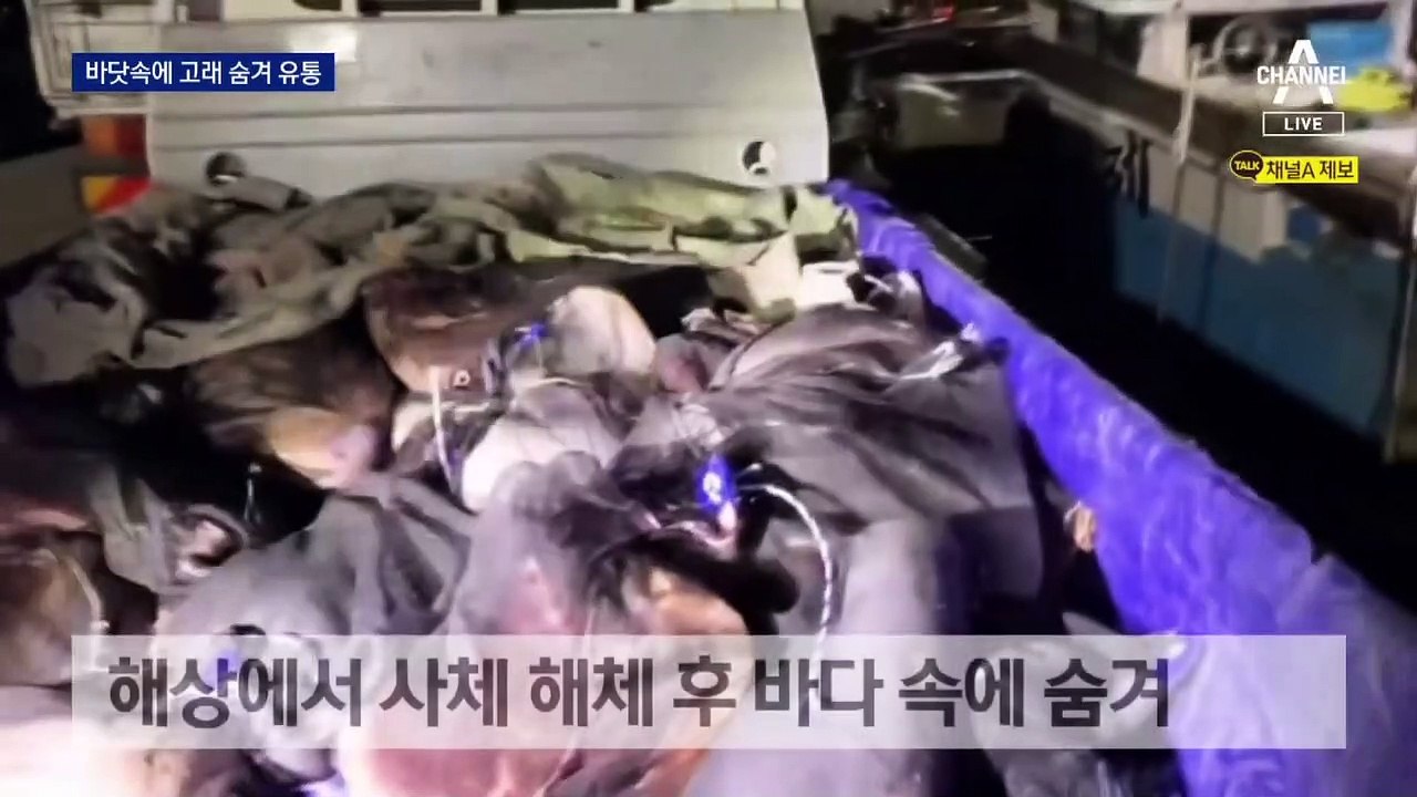 고래 17마리 작전하듯 불법 포획…바닷속에 숨겨 유통