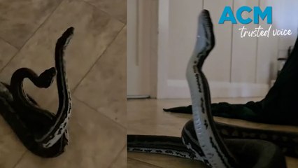 Snake Love Story: Coastal Pythons Find Each Other in Unexpected Encounter 🐍