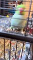 Parrot Dances During Cleaning Time