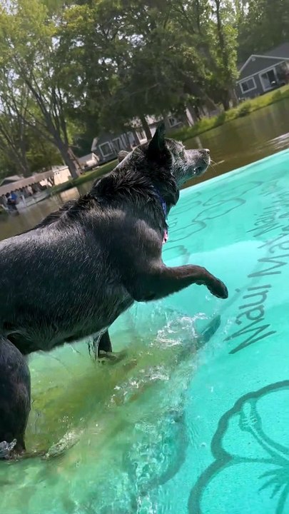 Piranha Puppy Nips At Toes