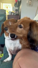 Brotherly Love Between Dachshunds