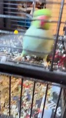 Parrot Dances During Cleaning Time