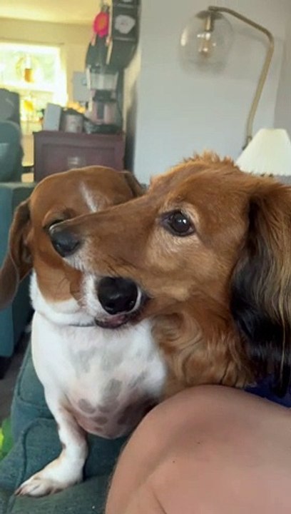 Brotherly Love Between Dachshunds