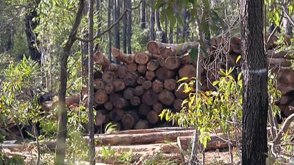 WA native hardwood being harvested for firewood ahead of logging ban