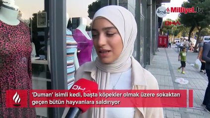 İstanbul'da mahallelinin 'Duman' şaşkınlığı! 'Sibirya kurduna saldırdı'