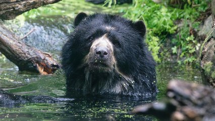 Bärige WG eröffnet im Tiergarten Schönbrunn