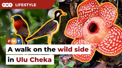 Reconnect with nature in Ulu Cheka