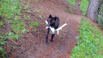 Yellowstone wolves take ‘toys’ to pups to entertain them while waiting for food