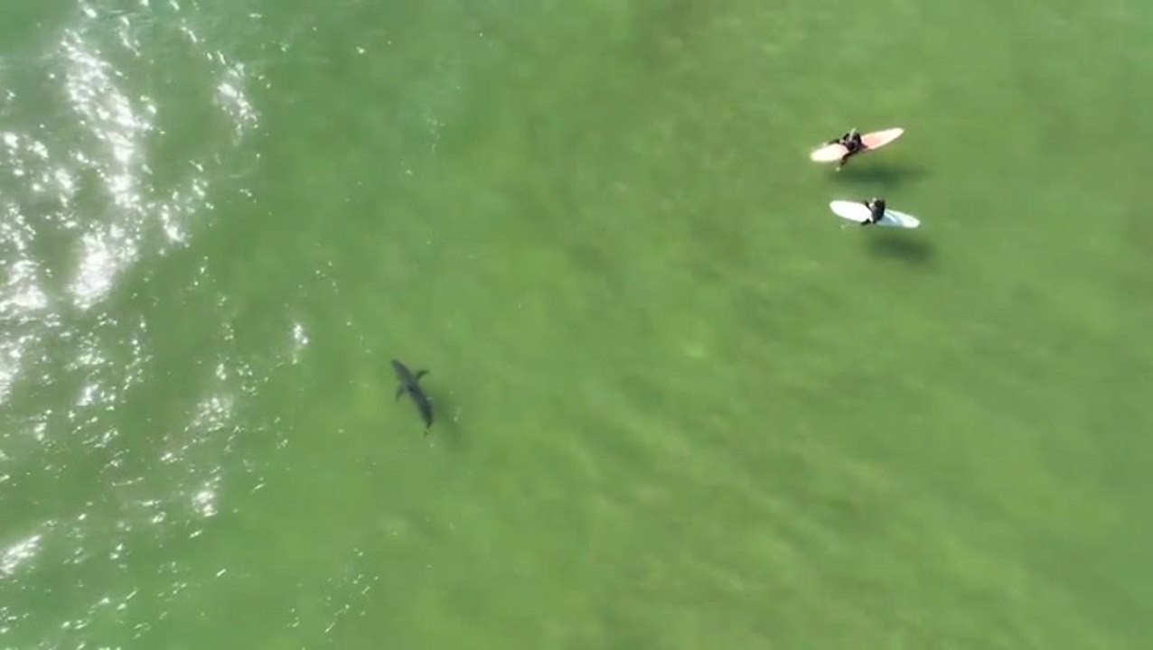 Drone footage captures great white shark swimmi...