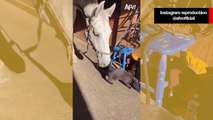 Vídeo hilário: cavalo faz de tudo para irritar gato e cai na gargalhada