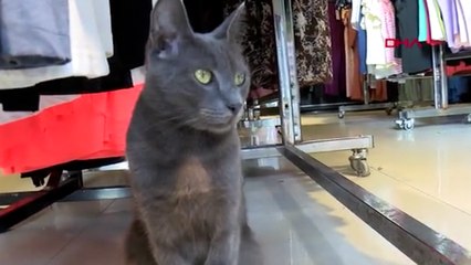 Esnafın sahiplendiği kedi, köpeklere savaş açtı