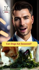 Can Dogs Eat Seaweed | Dog Food Review | Zudaan