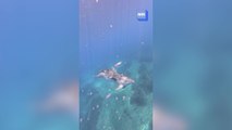Ces incroyables images de dauphins entre les Îles de Lérins