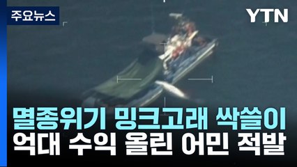멸종위기 밍크고래 싹쓸이 일당 무더기 검거 / YTN