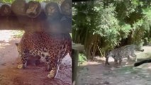 Estudantes flagram nascimento de onça-pintada em zoológico do ES e momento em que filhote é abocanhado por outro animal