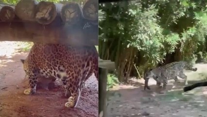 Estudantes flagram nascimento de onça-pintada em zoológico do ES e momento em que filhote é abocanhado por outro animal