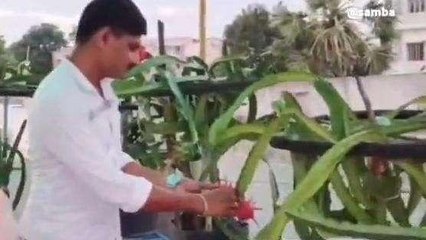 కాకినాడ జిల్లా: ఇంటిపై డ్రాగన్ ప్రూట్ సాగు చేస్తున్న పోలీస్ కుటుంబం