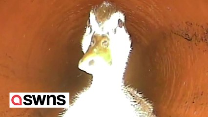 Toilet duck! Inspection finds water pipe blocked by duckling