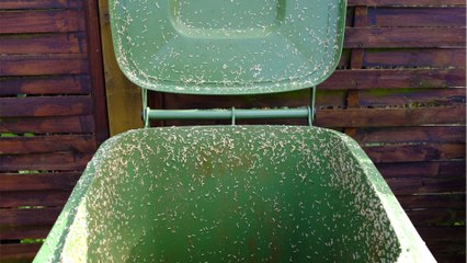 So vermeidet ihr Maden in der Biotonne – auch im Sommer