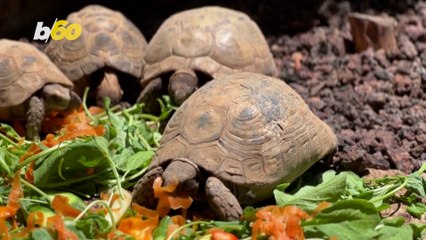 Check Out the Jordanian Doctor with 30 Turtles and Tortoises in Her Backyard