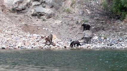 Artvin'de Çoruh Nehri'nden su içen ayı ve yavruları görüntülendi