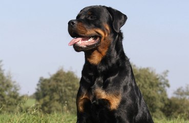 Women's 'exaggerated' speech catches dogs' attention