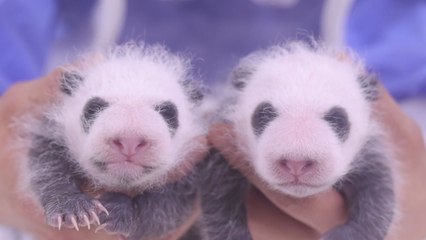 "쌍둥이 판다 이름 지어주세요"...에버랜드, 온오프라인으로 공모 / YTN