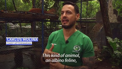 Rare albino puma cub born in Nicaragua zoo