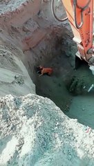 Excavator saves dog who fell into a pit
