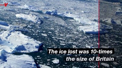 Emperor Penguin Suffer ‘Unprecedented’ Failure to Breed in the Antarctic After Mass Sea Ice Loss