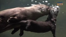 Brilliant OTTER MUM Teaches Son to SWIM!