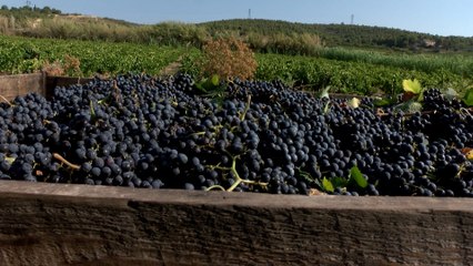 A la Une du JT :  les vendanges ont commencé à Martigues !