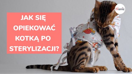 Jak się opiekować kotką po sterylizacji?