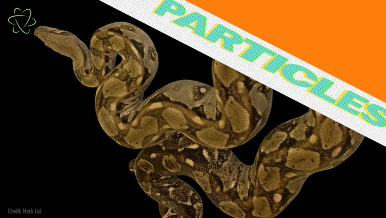 Can Boas Breathe While They Constrict?