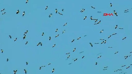 Leyleklerin göç yolculuğu Kartal semalarında görüntülendi
