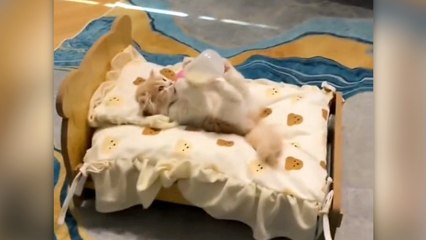 Sevimli kediyle çizgi filmin benzerliği izleyenleri güldürüyor